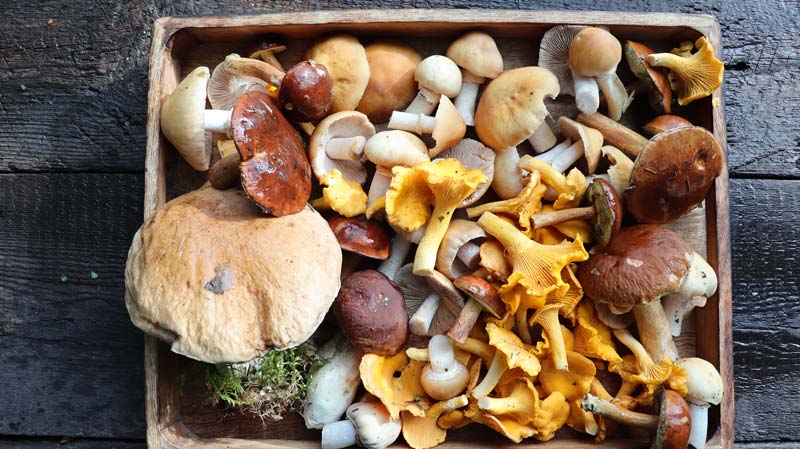 champignons proteines inattendues du regne fongique