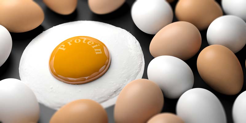 oeufs la proteine complete aportee de main
