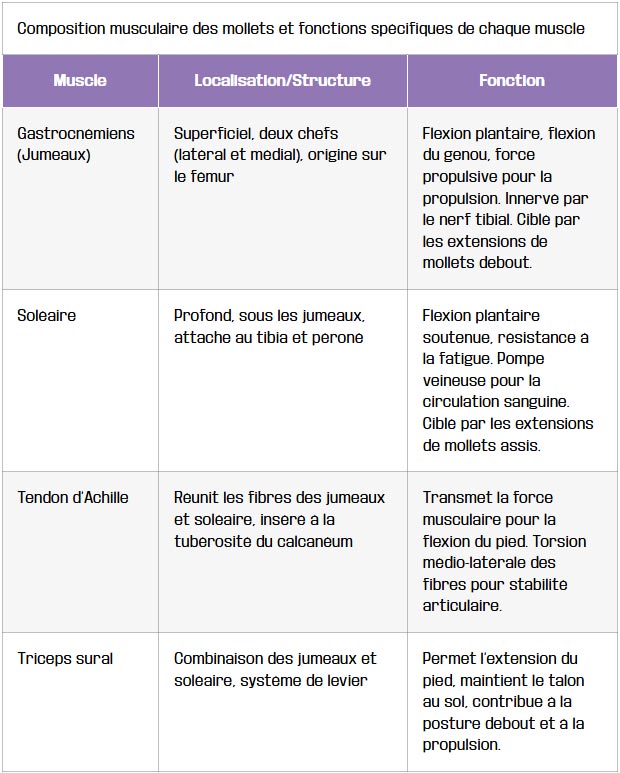 tableau composition musculaire des mollets et fonctions specifiques de chaque muscle