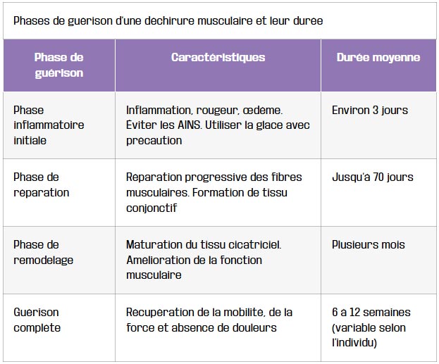 tableau phases de guerison une dechirure musculaire