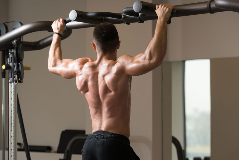 dos et biceps